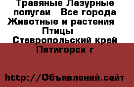 Травяные Лазурные попугаи - Все города Животные и растения » Птицы   . Ставропольский край,Пятигорск г.